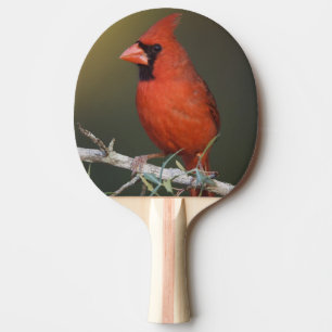 Raquette De Ping Pong Cardinal du Nord, Cardinalis cardinalis, homme