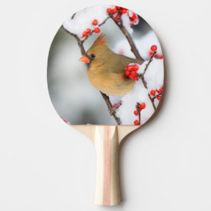 Raquette De Ping Pong Cardinal rouge femelle sur Houx verticillé