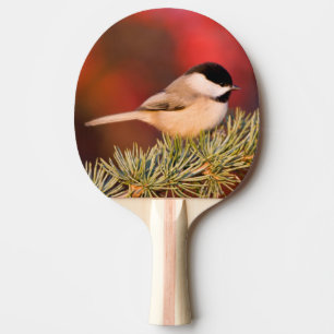 Raquette De Ping Pong Carolina Chickadee en Cèdre Blue Atlas