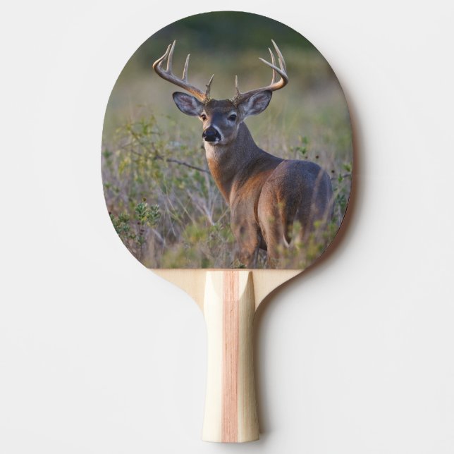 Raquette De Ping Pong cerf de Virginie Odocoileus virginianus (Devant)