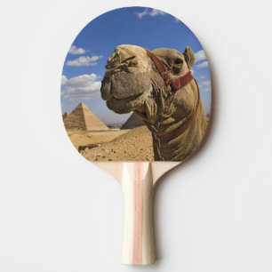 Raquette De Ping Pong Chameau devant les pyramides de Gizeh, Égypte,