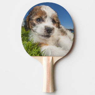 Raquette De Ping Pong Chiot mignon (Shitzu)