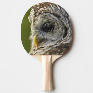 Raquette De Ping Pong Chouette rayée, Strix varia, Michigan