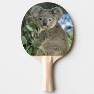 Raquette De Ping Pong Cinereus de koala, de Phascolarctos), mis en