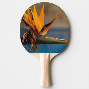 Raquette De Ping Pong Fleur de Strelitzia Afrique du Sud Nature