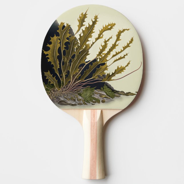 Raquette De Ping Pong Front de Tidal (Devant)