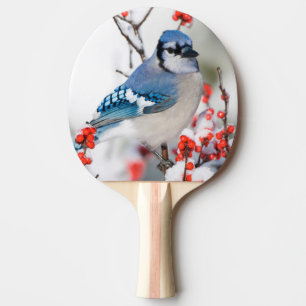 Raquette De Ping Pong Geai bleu dans l'Ilex verticillé