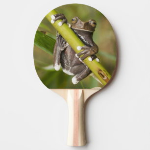 Raquette De Ping Pong Grenouille arboricole captive de Tapichalaca Hylos