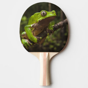 Raquette De Ping Pong grenouille géante à feuilles (Phyllomedusa bicolor