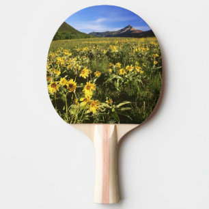 Raquette De Ping Pong La balsamite à feuilles sagittées couvre la prairi