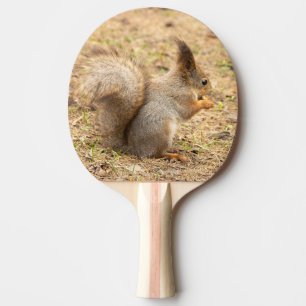 Raquette De Ping Pong L'écureuil mignon mange une photo de noix