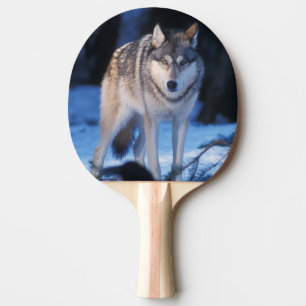 Raquette De Ping Pong loup gris, Canis lupus, dans les contreforts
