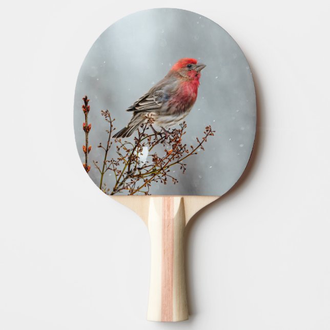 Raquette De Ping Pong Maison Finch en Neige - Photo originale (Devant)