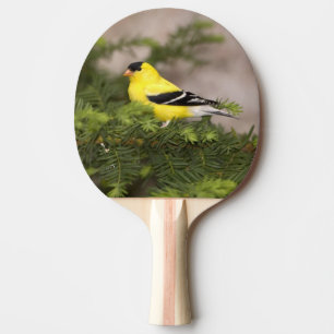 Raquette De Ping Pong Mâle américain de chardonneret dans un arbre
