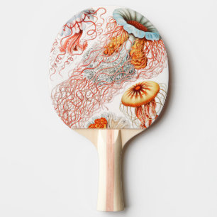 Raquette De Ping Pong Méduses, Discomedusae par Ernst Haeckel