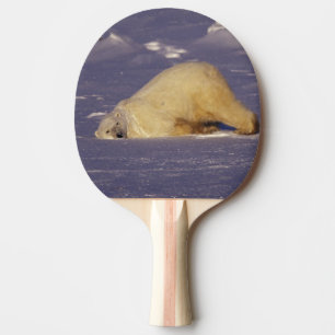 Raquette De Ping Pong NA, Canada, Manitoba, Churchill, Ours polaire