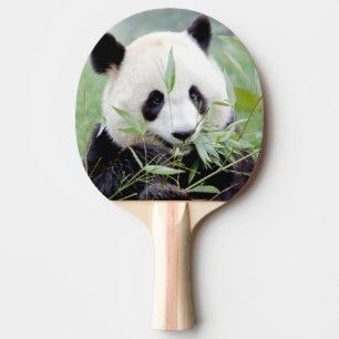 Raquette De Ping Pong paddle ping pong Photo panda géant, animaux.