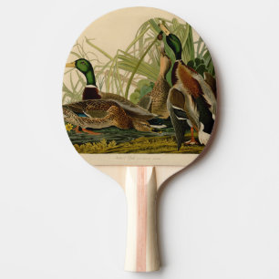 Raquette De Ping Pong Peinture d'oiseaux de Mallard Duck Audubon
