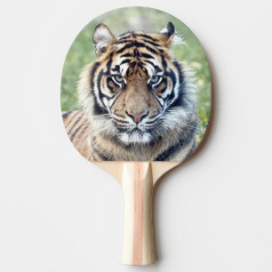 Raquette De Ping Pong Photo tiger, animaux 0291.