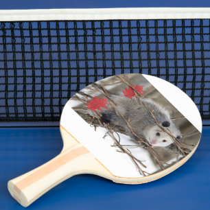 Raquette De Ping Pong Ping Pong Paddle Opossum Nature