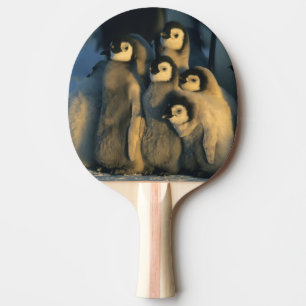 Raquette De Ping Pong Poussins de Manchot empereur en crèche, Aptenodyte