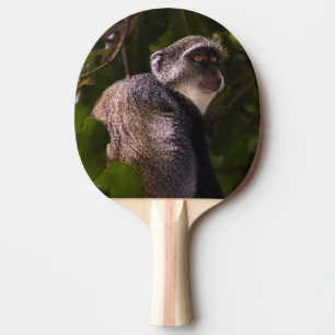 Raquette De Ping Pong Singe bleu, Zanzibar