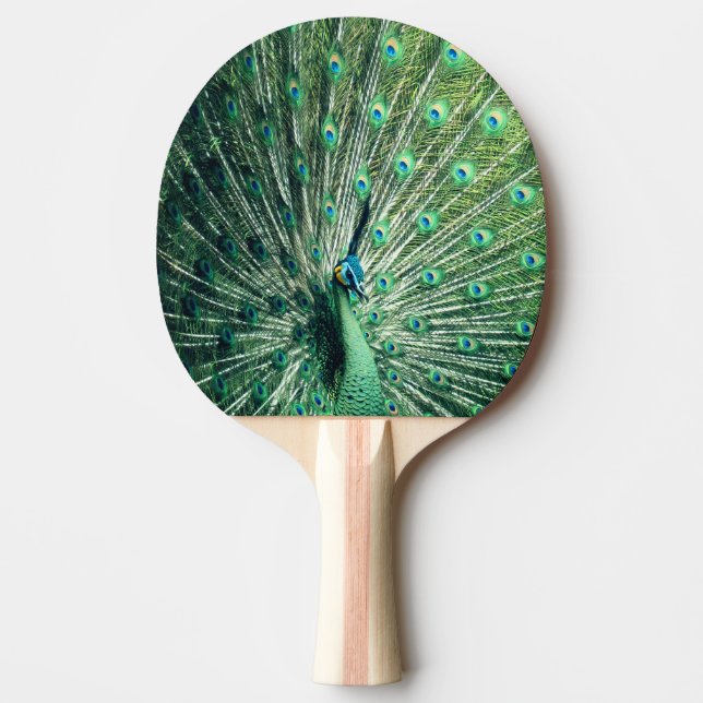 Raquette De Ping Pong Strut Peacock (Devant)