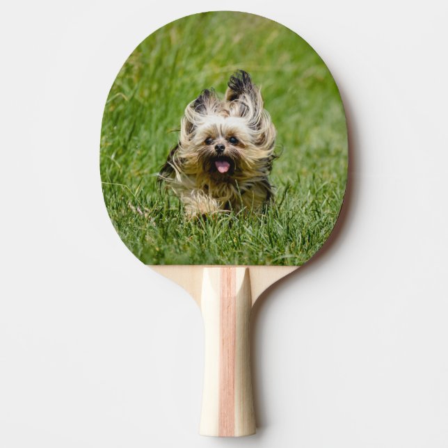 Raquette De Ping Pong Terrier Yorkshire mignon Traversant L'Herbe (Devant)
