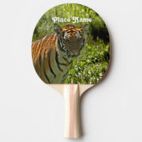 Tigre sud-coréen