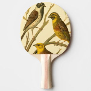 Raquette De Ping Pong Trois oiseaux domestiques étés perché sur une