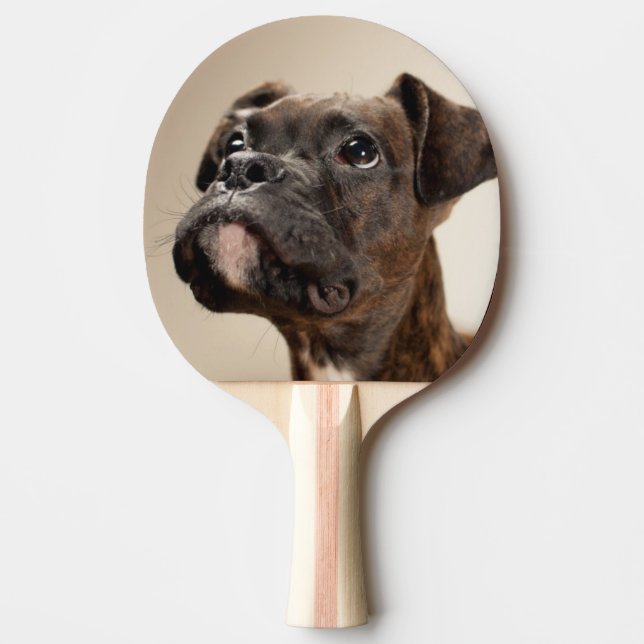 Raquette De Ping Pong Un chiot Brindle de boxeur recherchant (Devant)