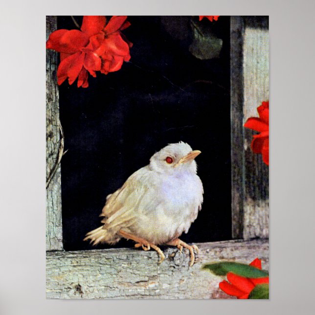 RARE albino robin bird Poster (Front)