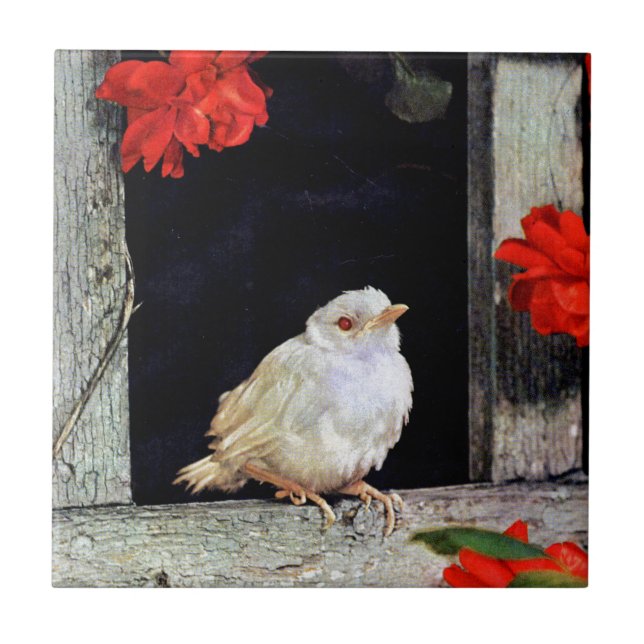 RARE albino robin bird Tile (Front)