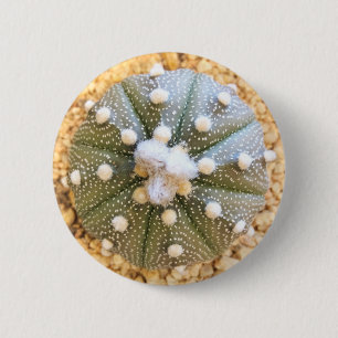 Rare Astrophytum Asterias Pattern Cactus 2 Inch Round Button