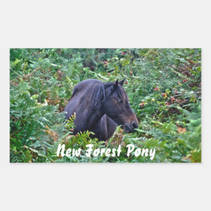 Rare Black New Forest Pony - Wild Horse - England Sticker