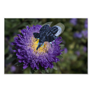Rare Blue Elephant Beetle Photo Print