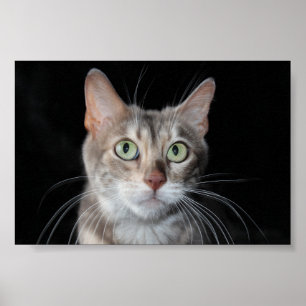 Rare Blue Marbled Bengal Cat Photograph Poster
