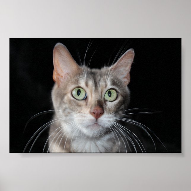 Rare Blue Marbled Bengal Cat Photograph Poster (Front)