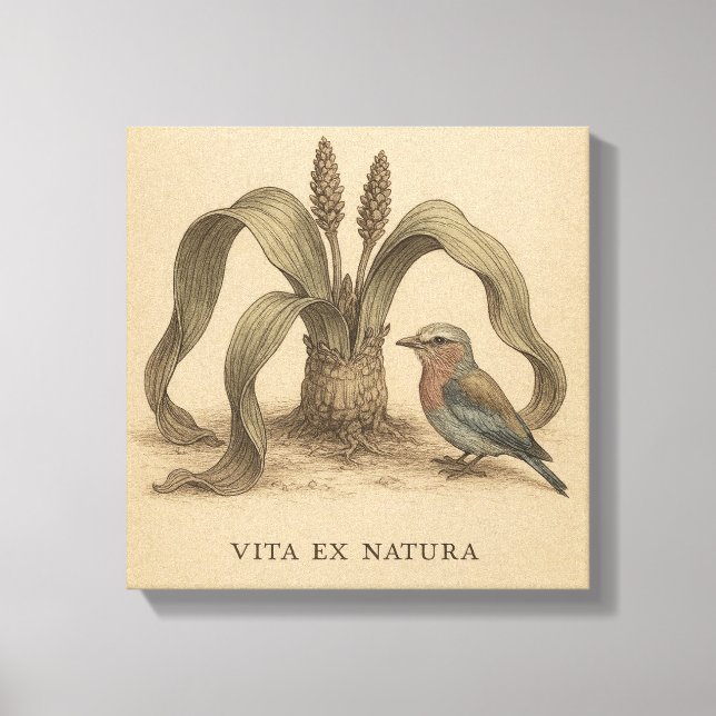 Rare Botanical Roller & Welwitschia Vintage Art Canvas Print (Front)