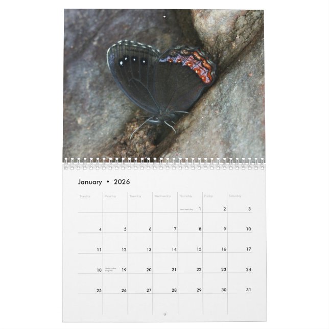 Rare Butterflies 2013 Calendar (Jan 2026)