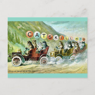 Rare Catskill Mountain Cats Postcard