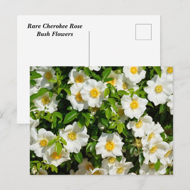 rare Cherokee Rose Flowers Postcard (Front/Back)