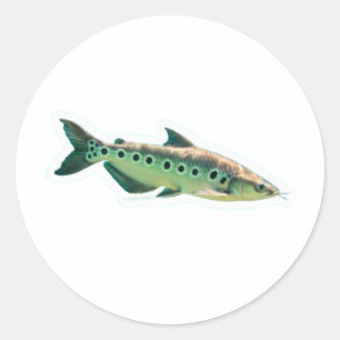 Rare Giant Belida Featherback - Indonesian Freshwa Classic Round Sticker