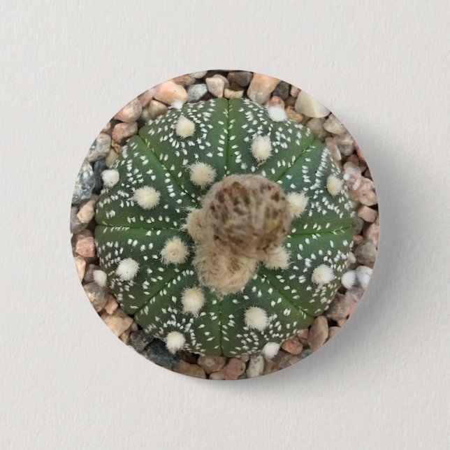 Rare Green Astrophytum Asterias Pattern Cactus 2 Inch Round Button (Front)