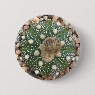 Rare Green Astrophytum Asterias Pattern Cactus 2 Inch Round Button