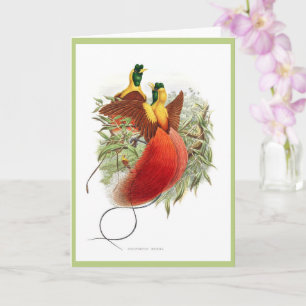 Rare hummingbird  - Loddigesia Mirabilis Card