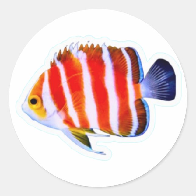 Rare Peppermint Angelfish Sticker - Deep Sea Luxur (Front)