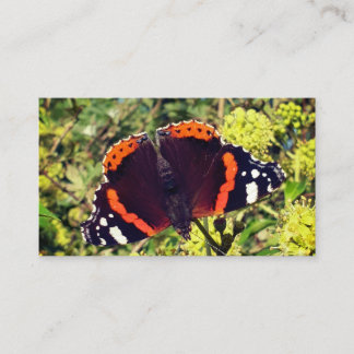 Rare Red Admiral Butterfly and a Bee in the Discount Card
