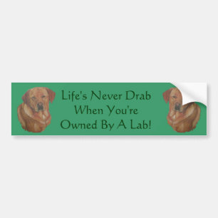 rare red labrador dog portrait with fun slogan bumper sticker