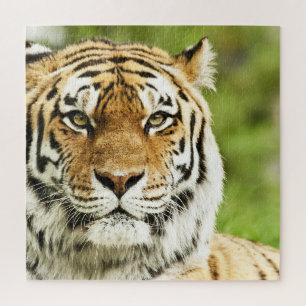 Rare Siberian Tiger: Endangered Resting Jigsaw Puzzle